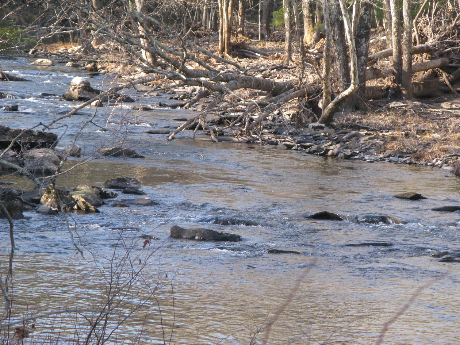 Headwater brook trout streams provided the bulk of the trout fishing in the Catskills until the introduction of brown trout in the 1800s.